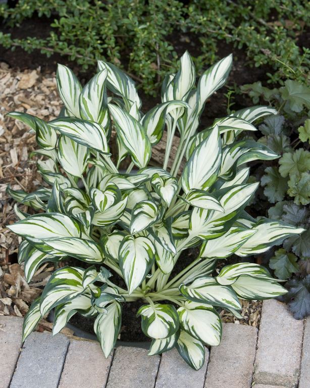 Hosta-Fireworks Qt