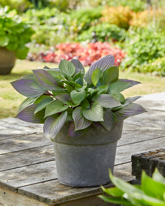 Hosta-First Blush 1C