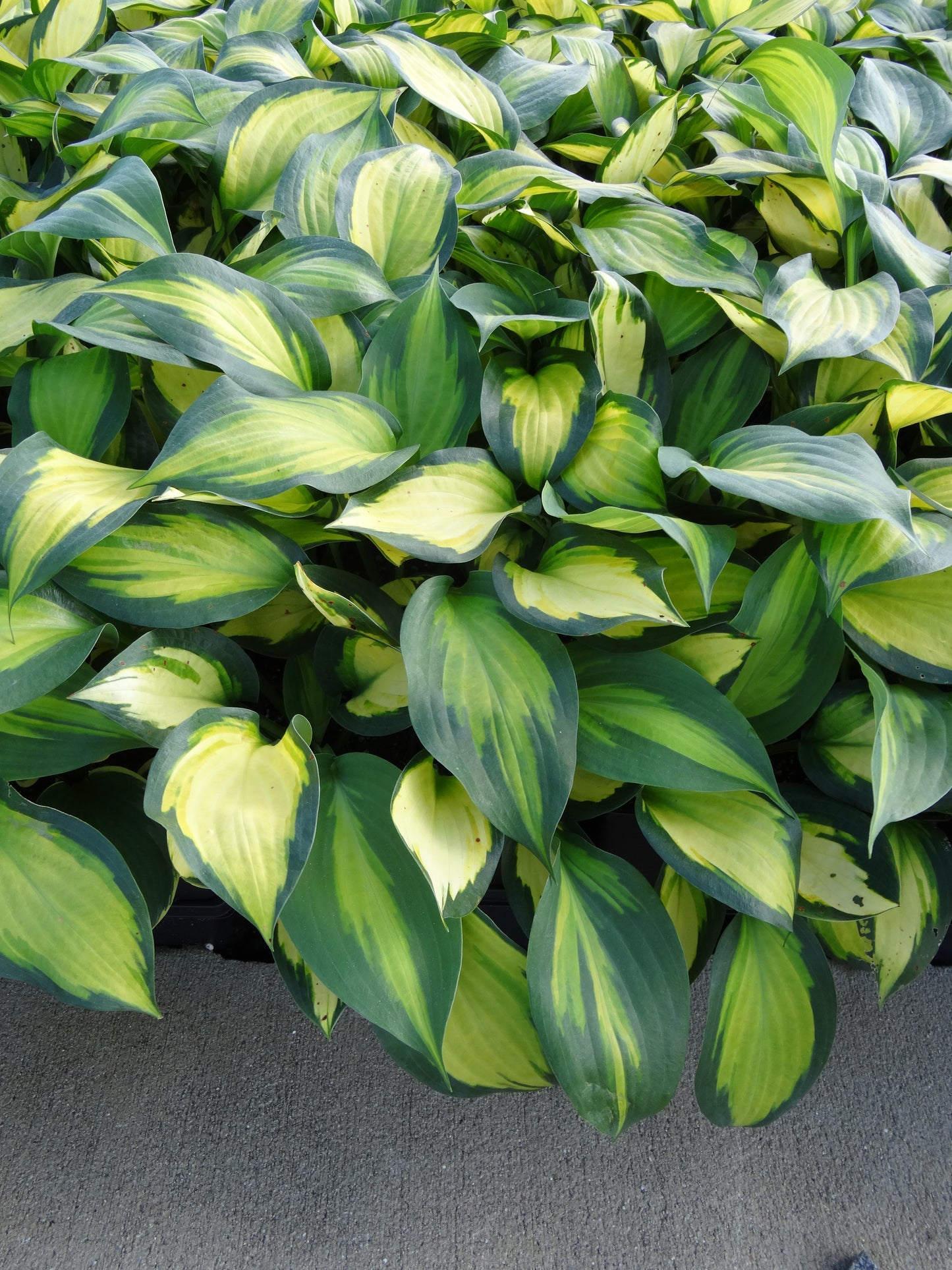 Hosta-Forbidden Fruit 1C