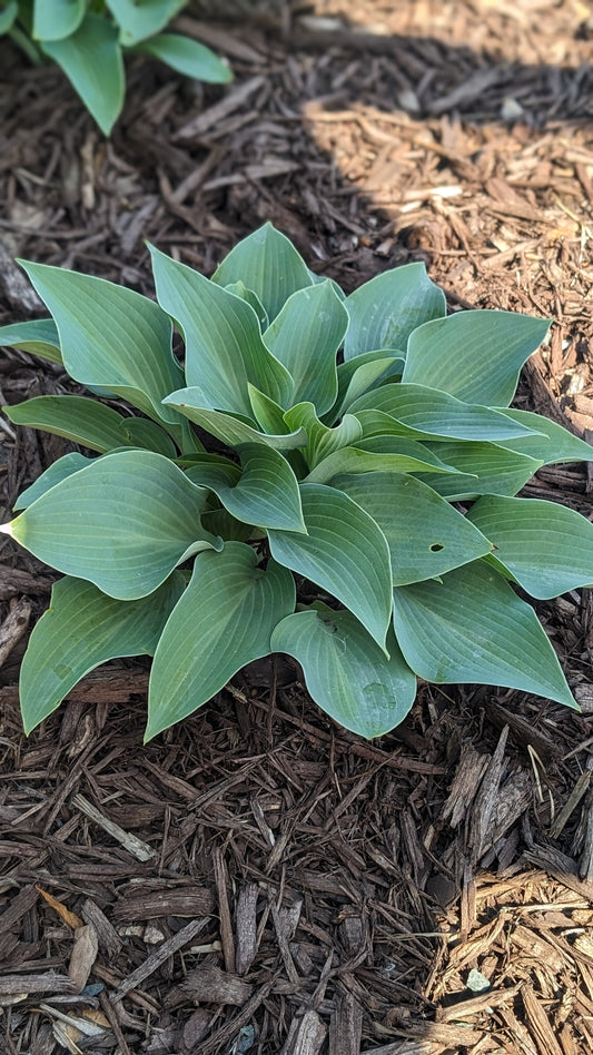 Hosta-Fragrant Blue 1C