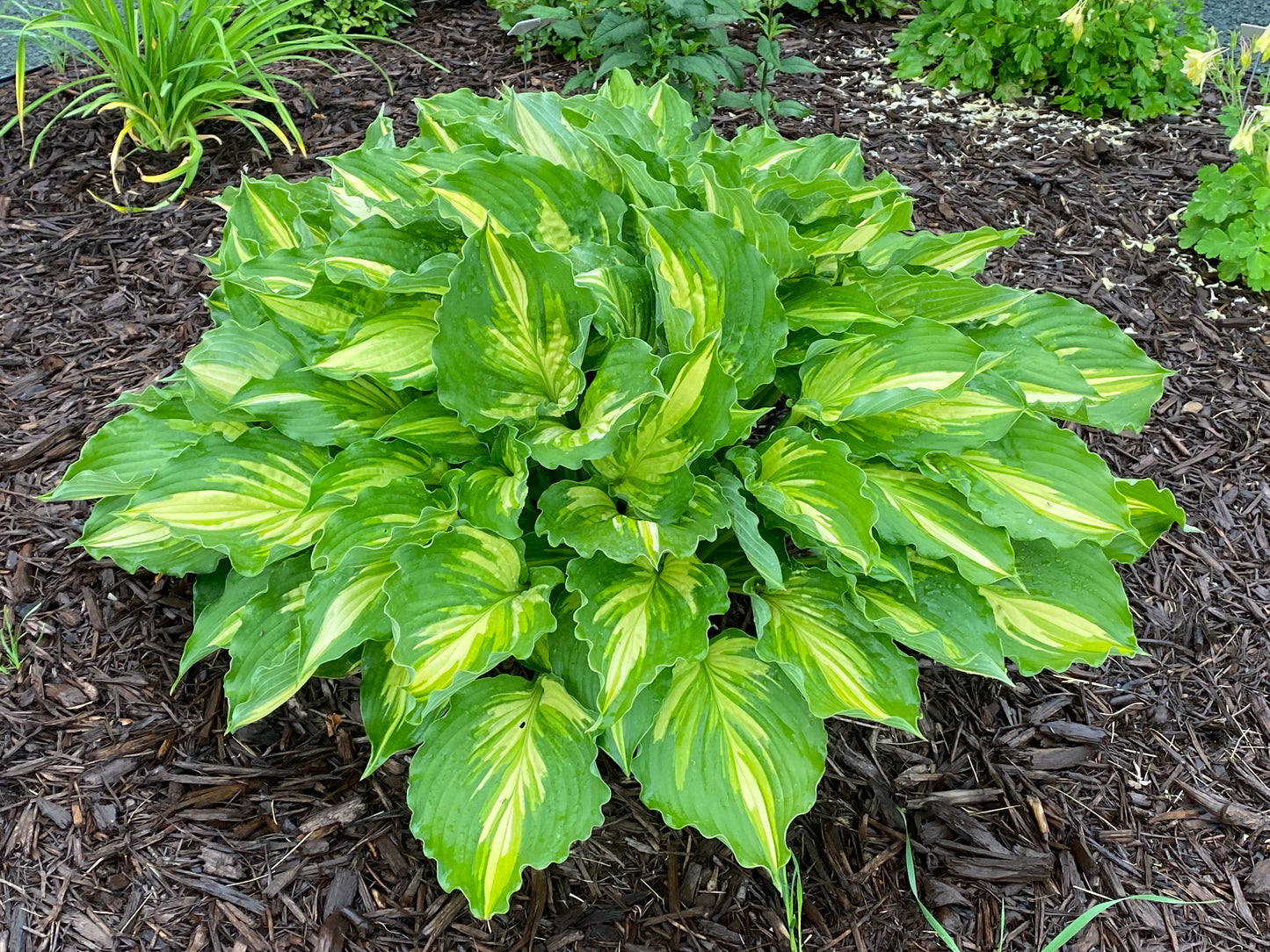 Hosta-Lakeside Paisley Print 1C