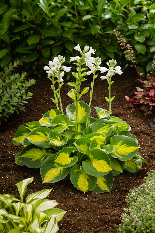 Hosta-Sunset Grooves 1C