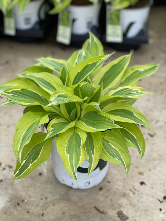 Hosta-Yellow Polkadot Bikini 1C