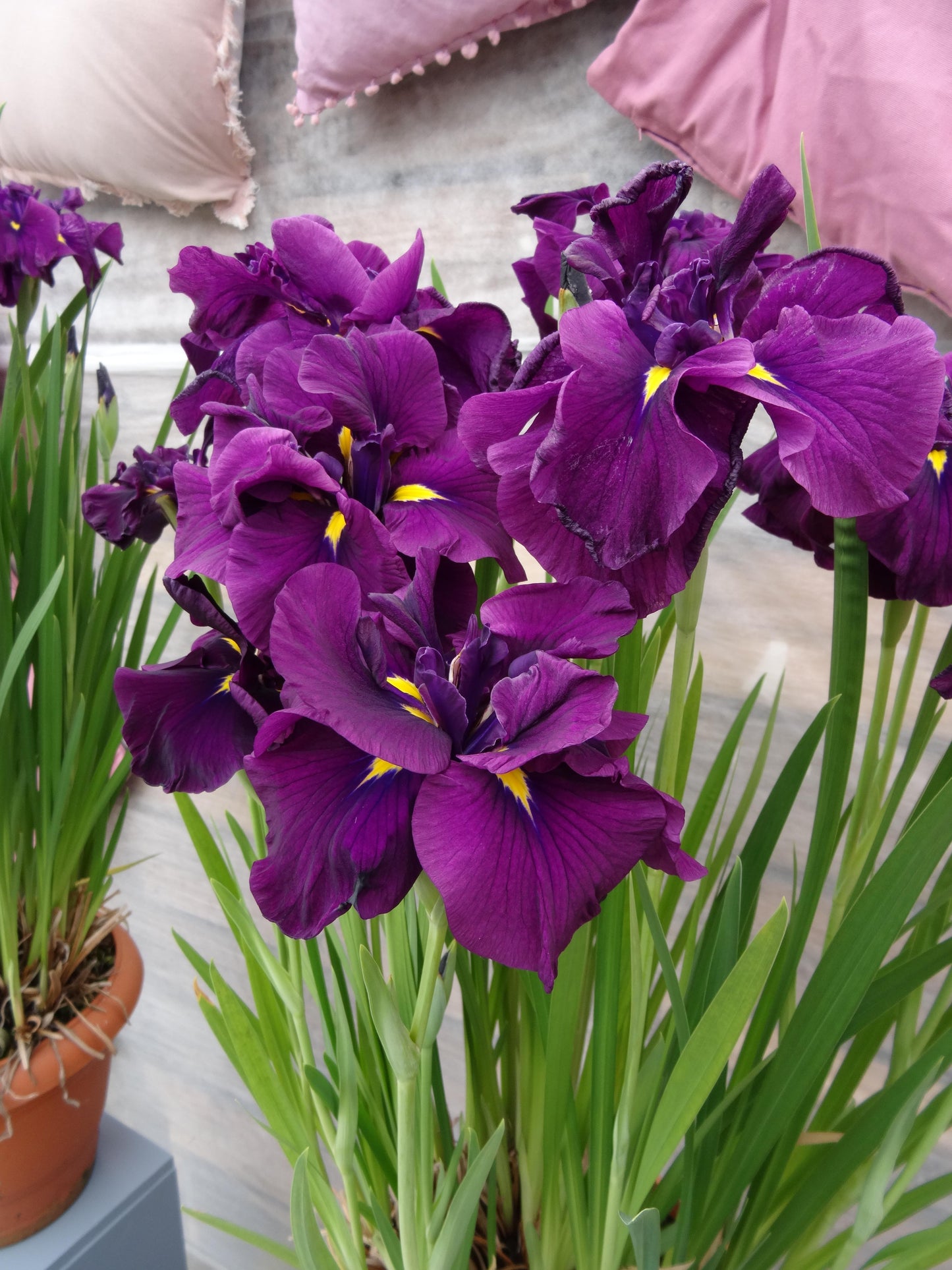 Iris-Eileen's Dream 1C