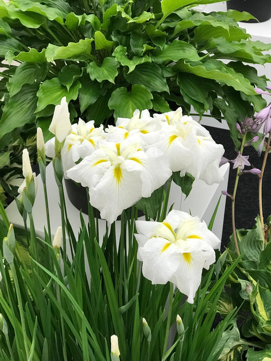 Iris-Gold Bound 1C