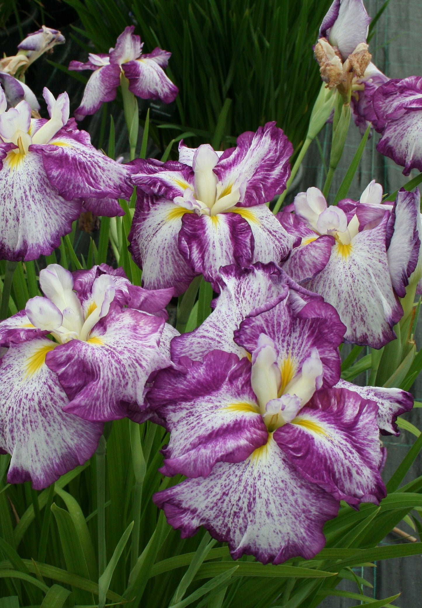 Iris-Harlequinesque 1C