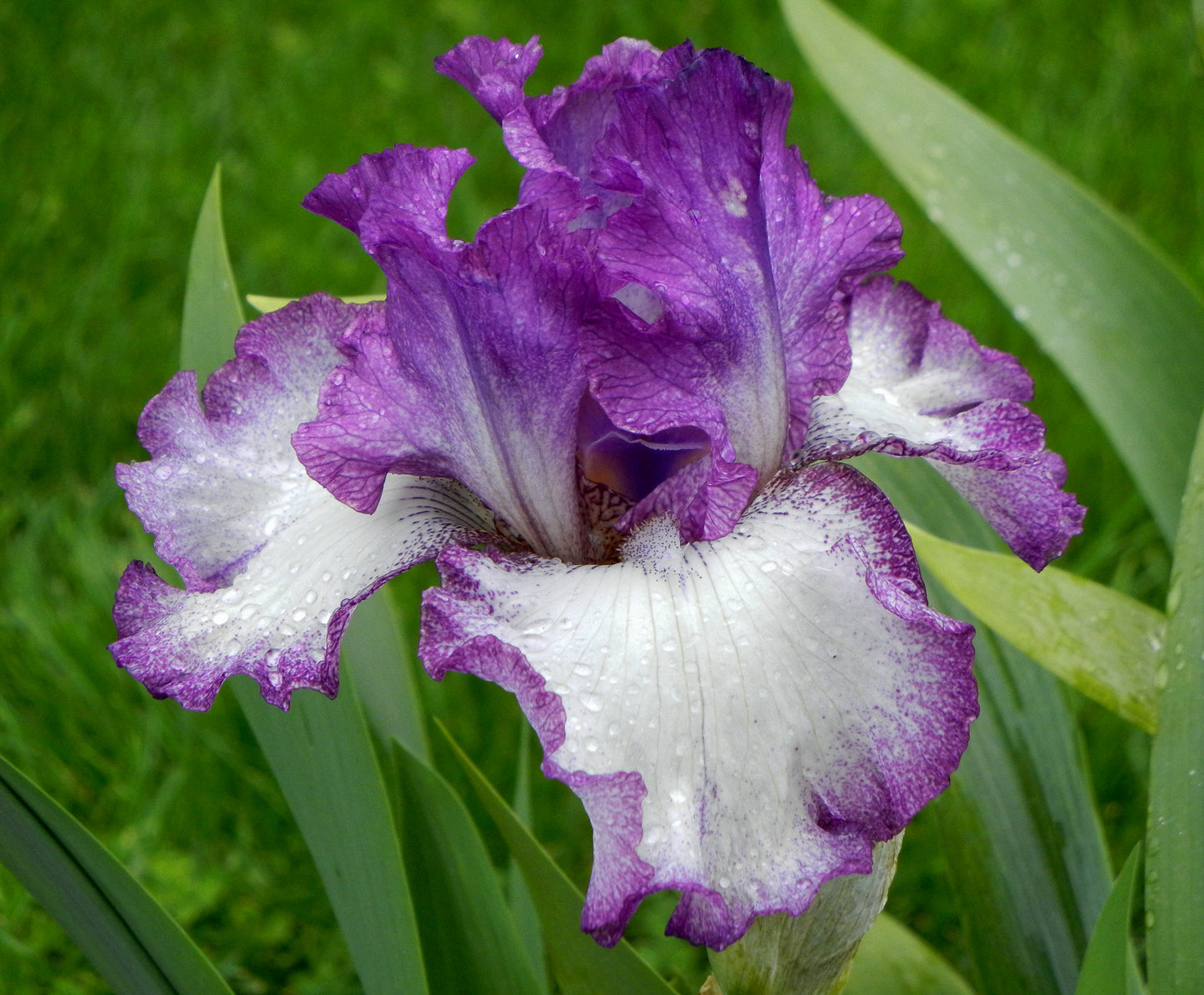 Iris-Mariposa Autumn 1C