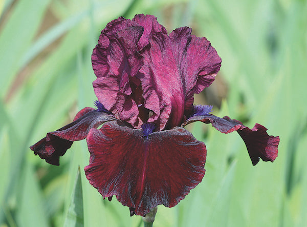Iris-Neptune's Wine 1C