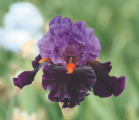 Iris-Sharp Dressed Man 1C