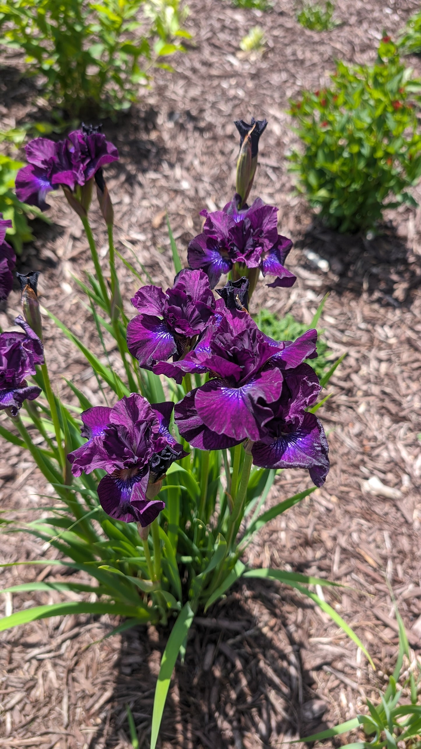Iris-Purplelicious 1C