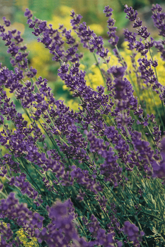 Lavandula-Munstead 1C