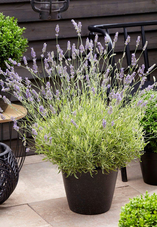 Lavandula-Platinum Blonde 1C