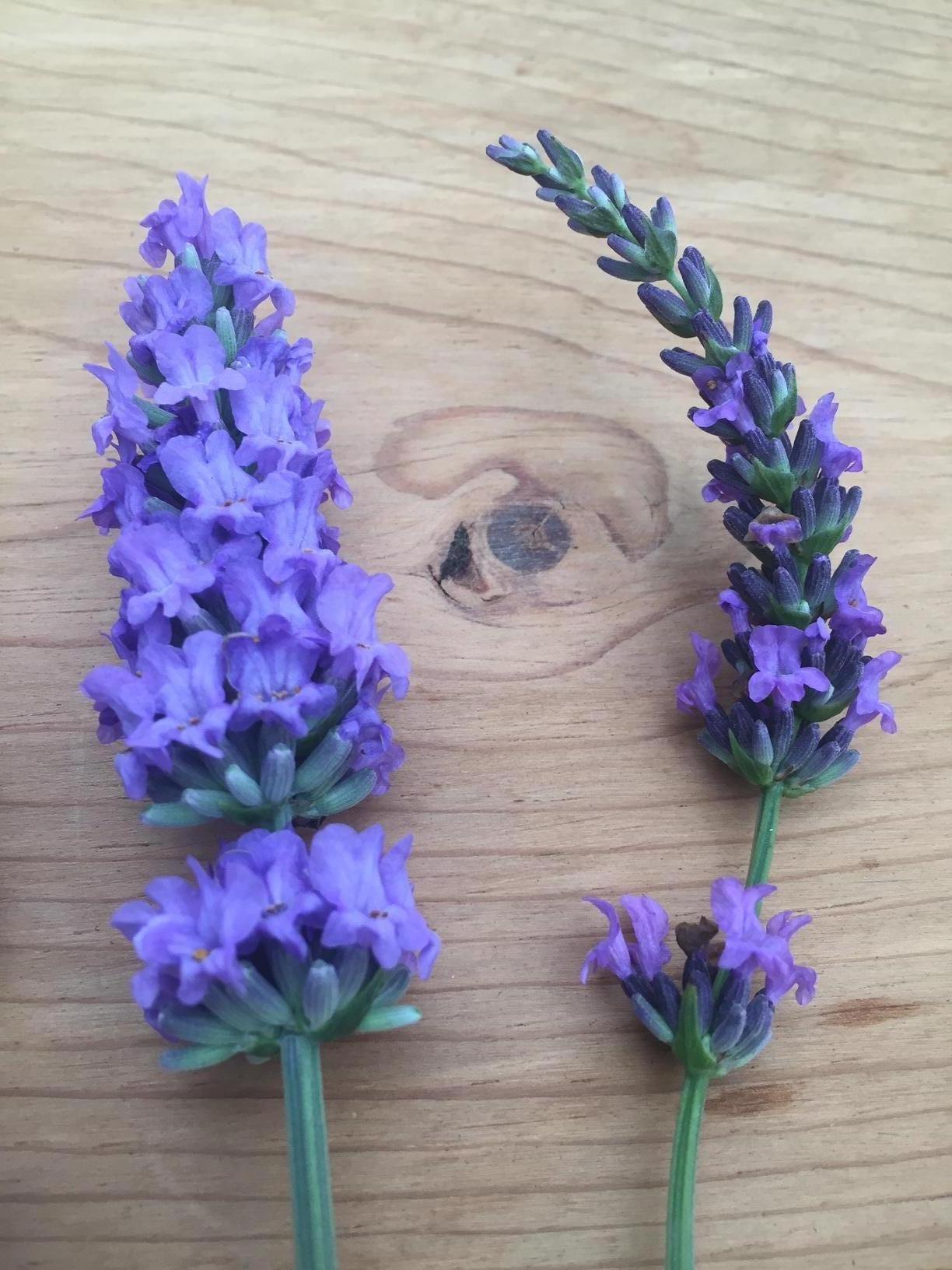 Lavandula-Sensational 1C