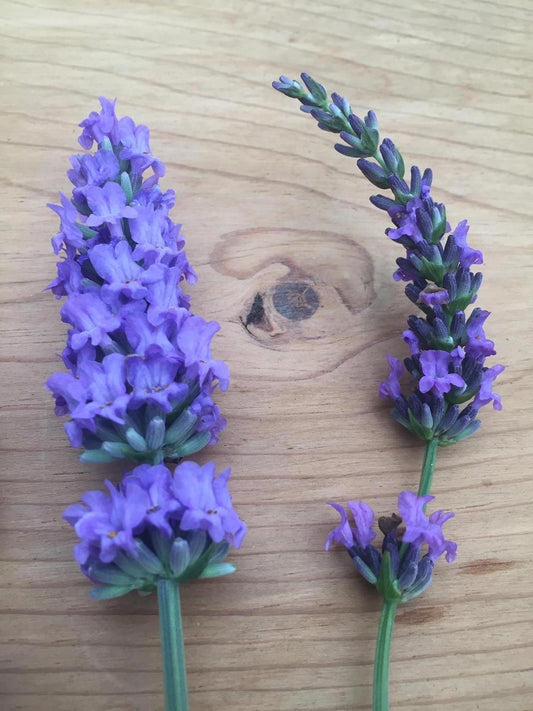 Lavandula-Sensational 1C