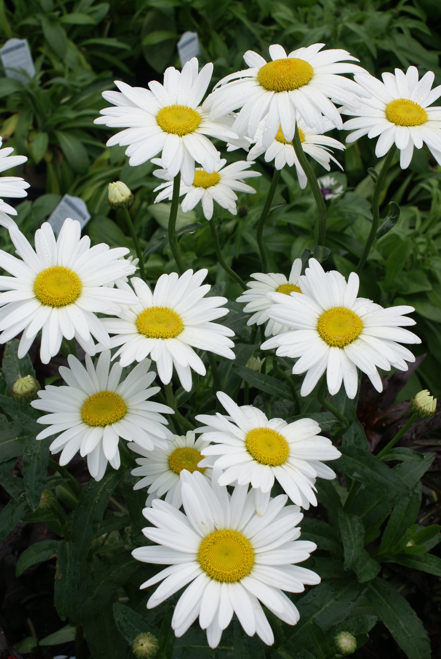 Leucanthemum-Becky 1C