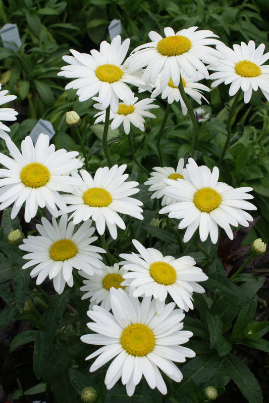 Leucanthemum-Becky 1C