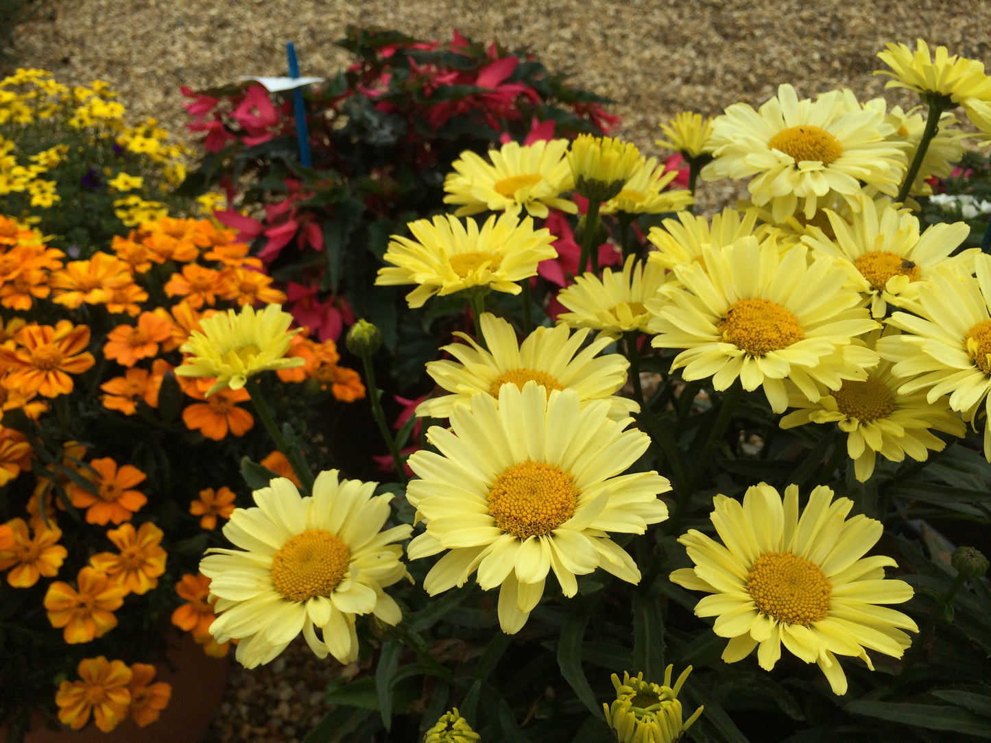 Leucanthemum-Real Sunbeam 1C