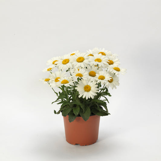 Leucanthemum-White Lion 1C