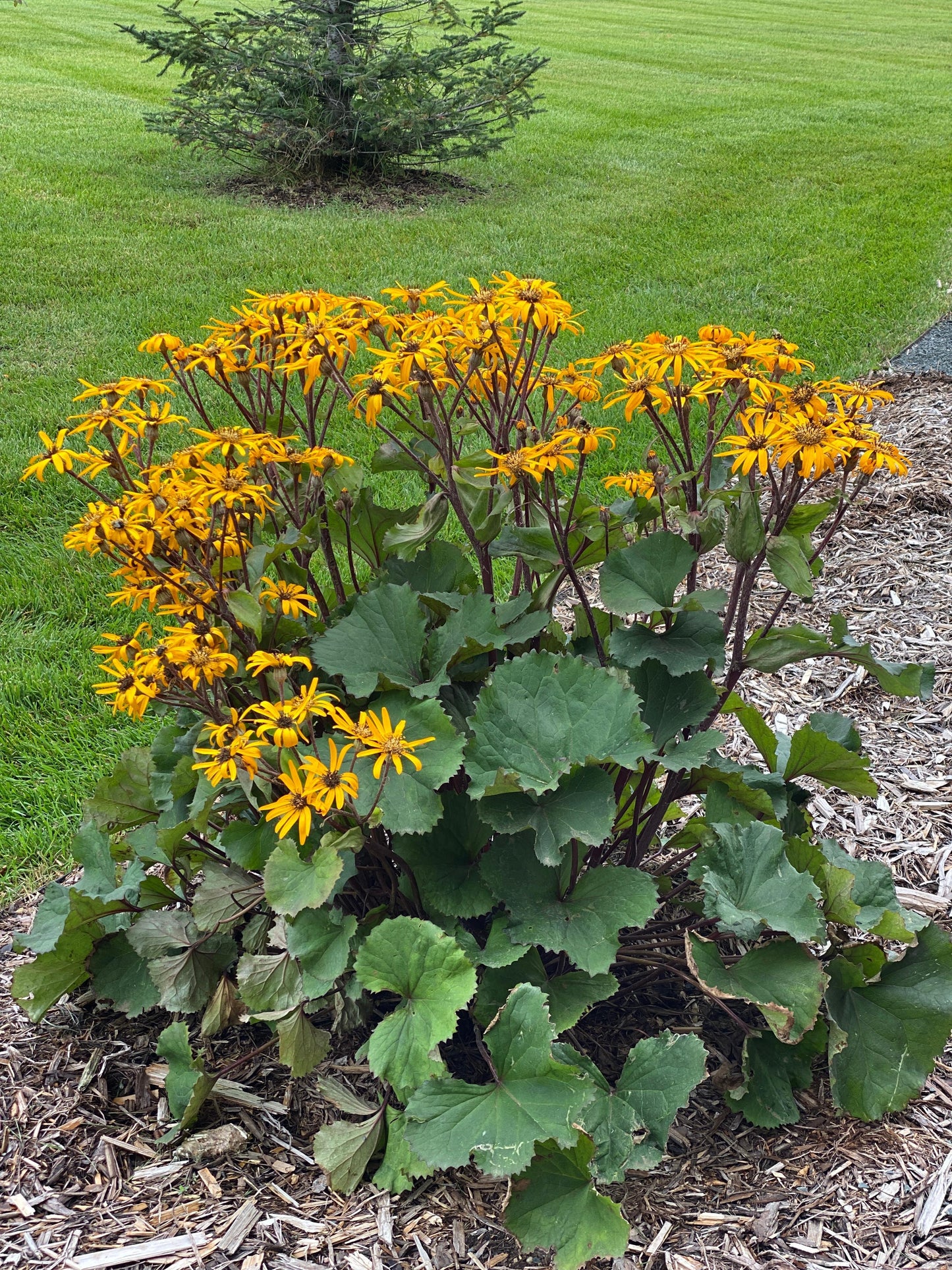 Ligularia-Desdemona 1C