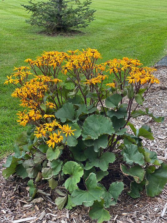 Ligularia-Desdemona 1C
