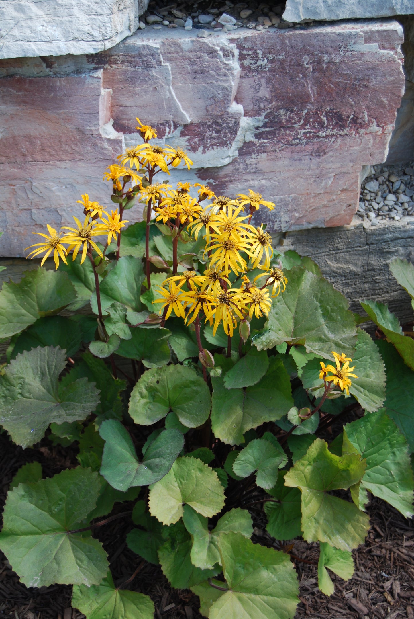 Ligularia-Othello 1C