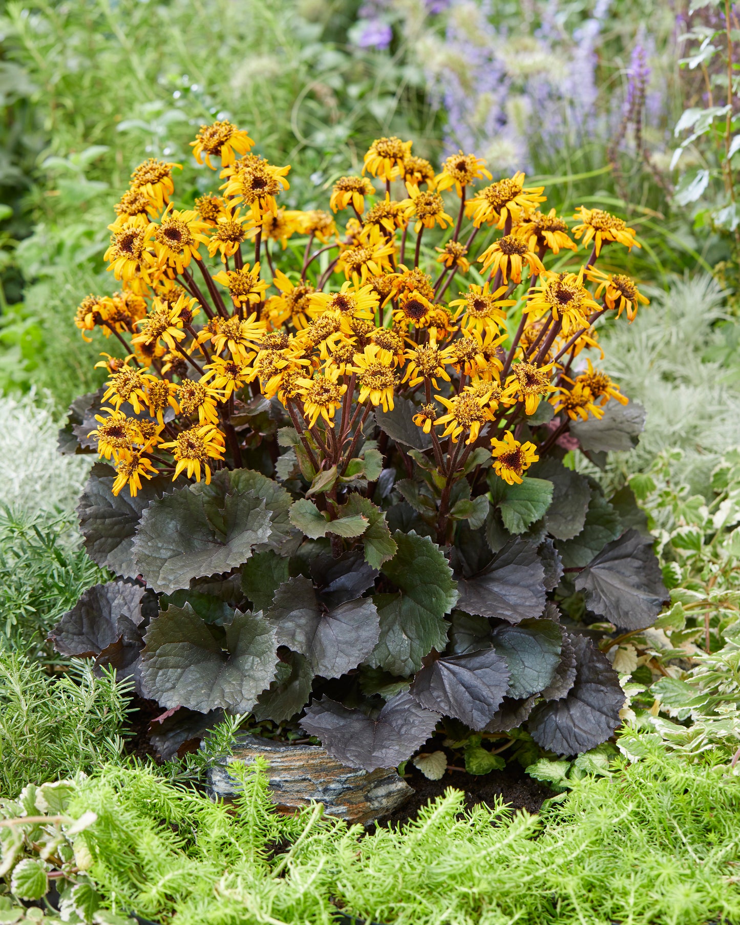 Ligularia-Pandora 1C