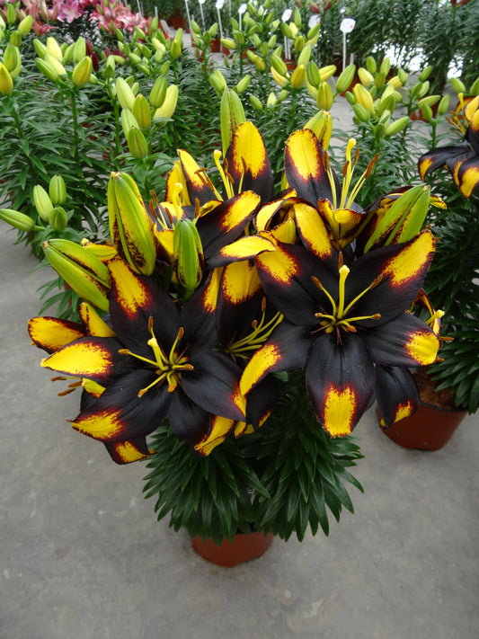 Lilium-Tiny Massive 1C