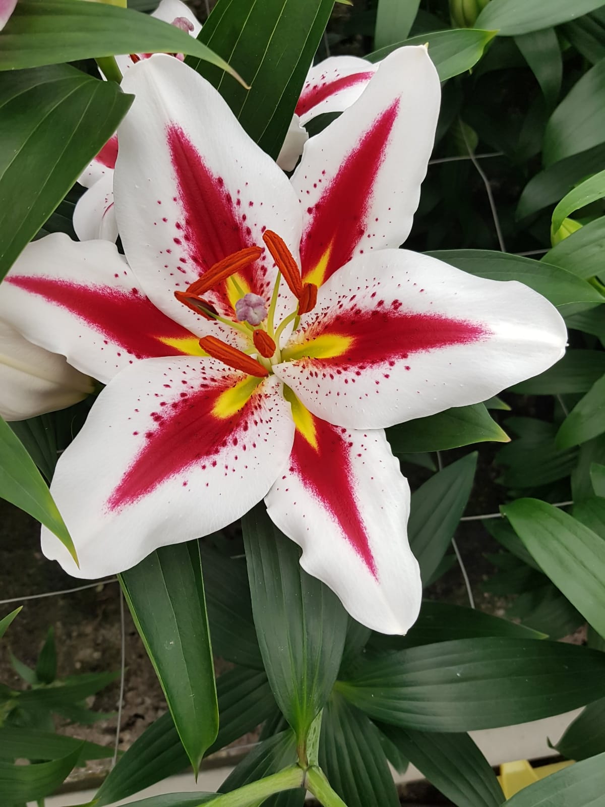 Lilium-Big Smile 1C