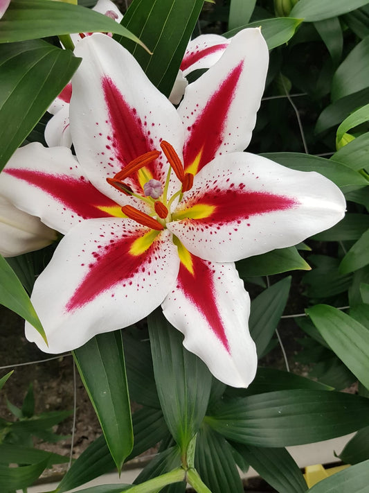 Lilium-Big Smile 1C