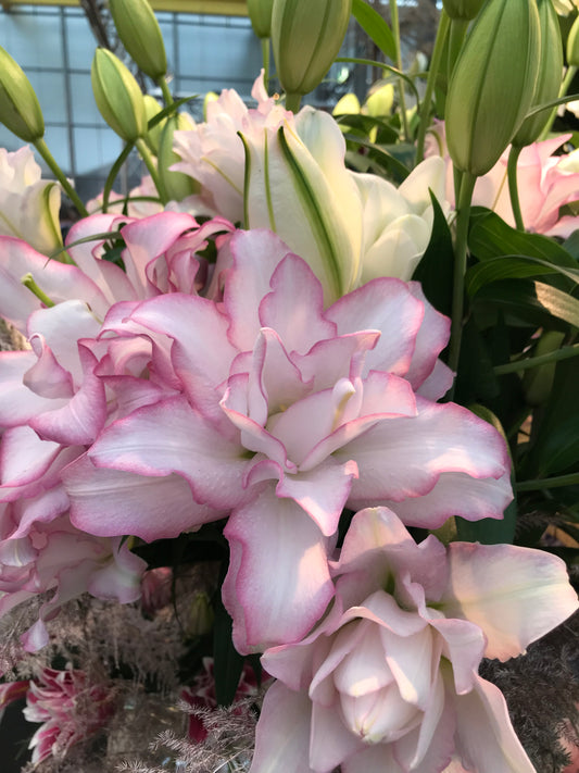 Lilium-Anouska 1C