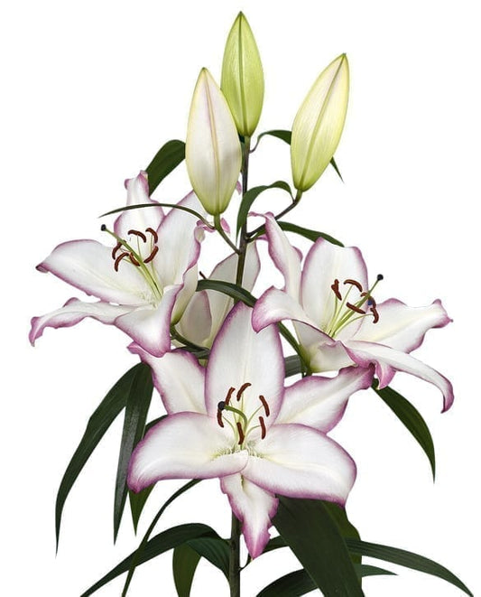 Lilium-The Edge 1C