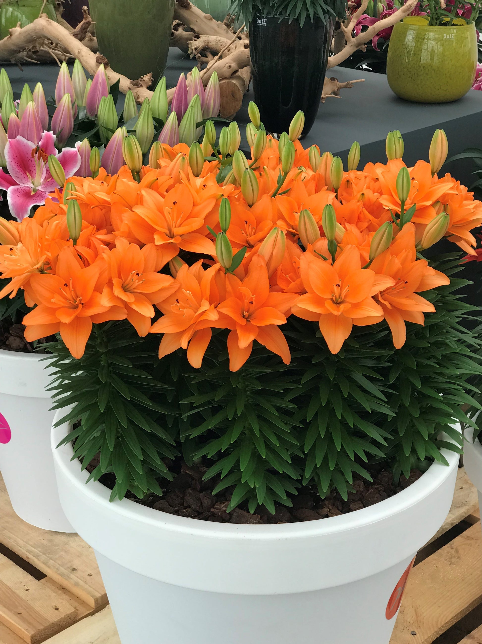double you asiatic lily Lilium-Looks Tiny Double Dutch 1C – Country Arbors Nursery