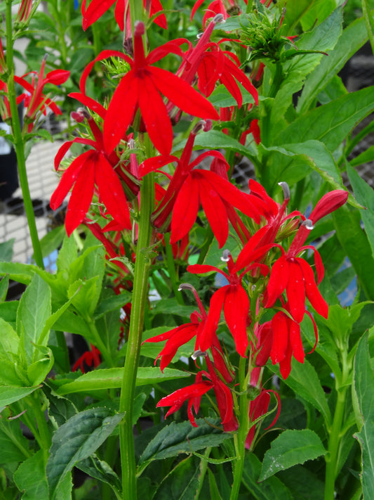 Lobelia-Cardinal 1C