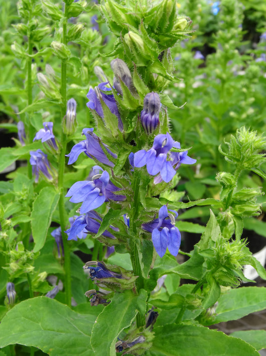 Lobelia-Great Blue 1C