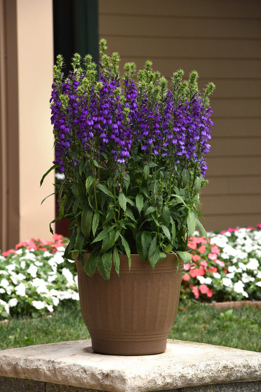 Lobelia-Starship Blue 1C