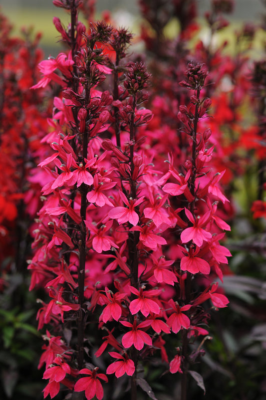 Lobelia-Starship Deep Rose 1C