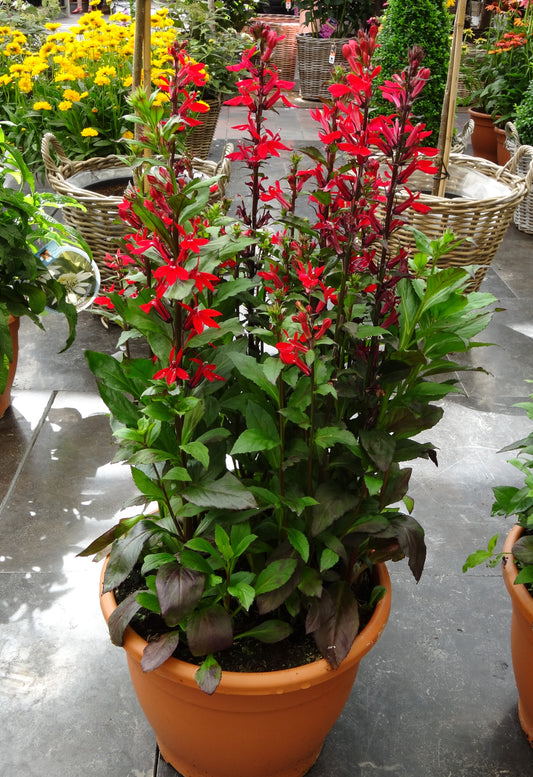 Lobelia-Fan Scarlet 1C