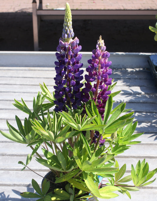 Lupinus-Gallery Blue 1C