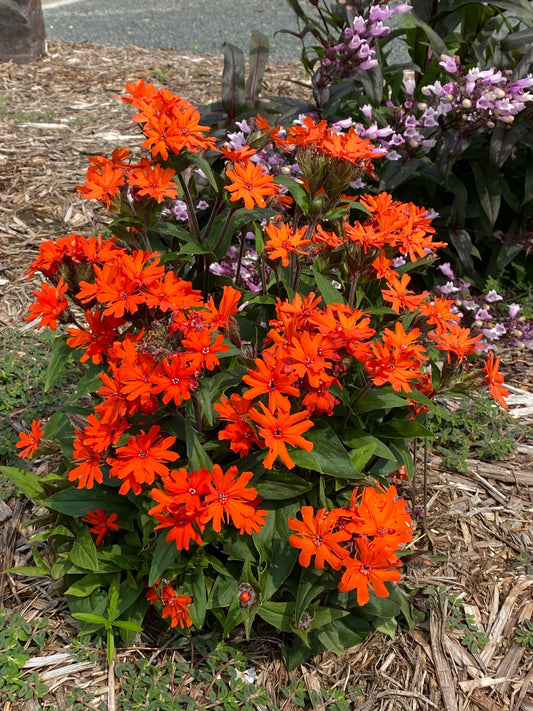 Lychnis-Orange Gnome 1C