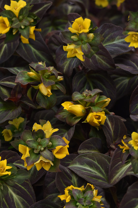 Lysimachia-Night Light 1C