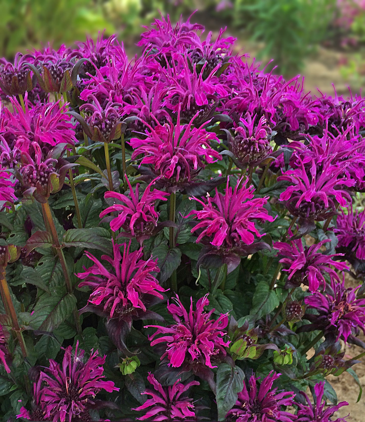 Monarda-Rockin' Raspberry 1C