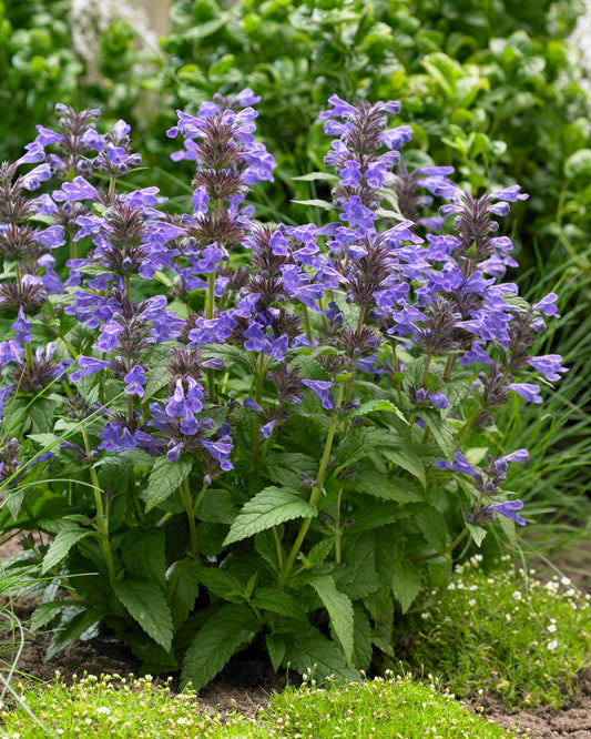 Nepeta-Neptune 1C