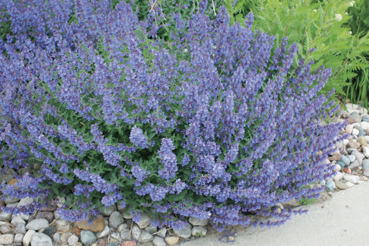 Nepeta-Walker's Low 1C