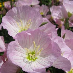 Oenothera-Siskiyou Pink 1C
