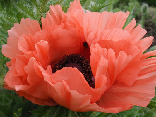 Papaver-Aglaya 1C