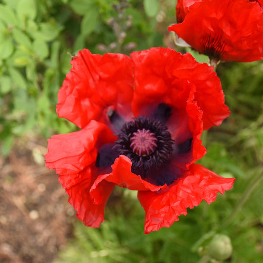 Papaver-Beauty of Livermere 1C