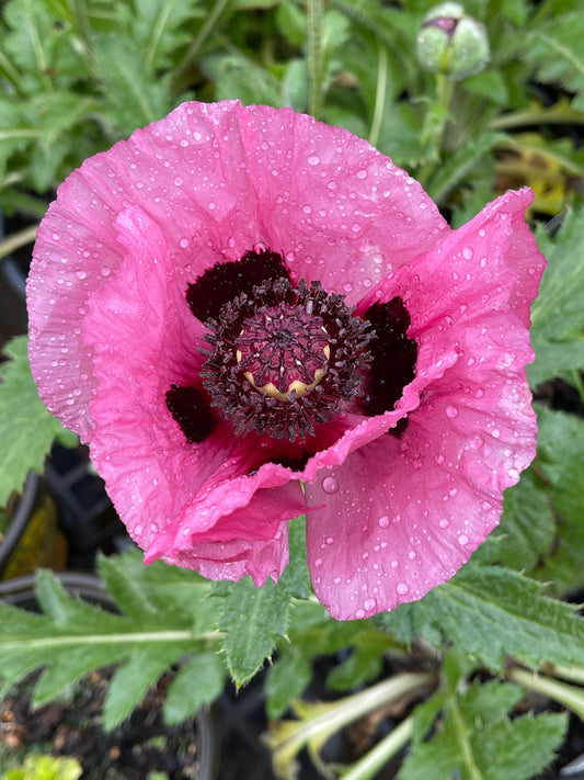 Papaver-Little Patty's Plum 1C
