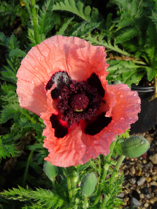 Papaver-Princess Victoria Louise 1C