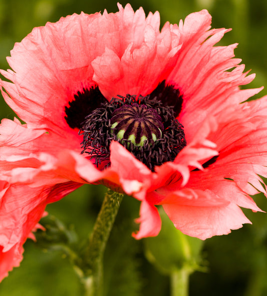 Papaver-Turkenlouis 1C