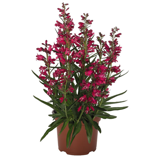 Penstemon-Pristine Deep Rose 1C